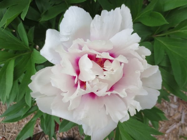 Flowering Peony, variety Cora Louise, June 2014